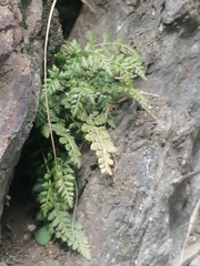 Asplenium altajense