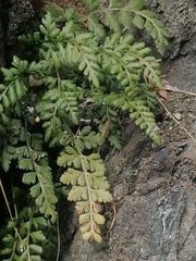 Asplenium altajense