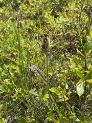 Pedicularis tristis