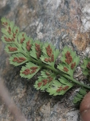 Asplenium altajense