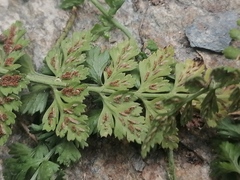 Asplenium altajense