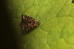 Prochoreutis myllerana