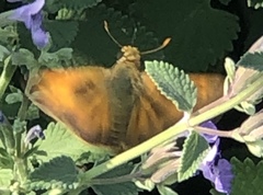 Lepidoptera