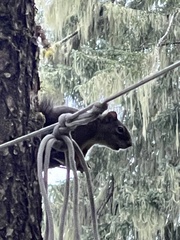 Tamiasciurus hudsonicus picatus