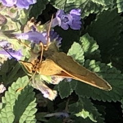 Lepidoptera