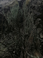 Ephedra equisetina