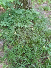 Carex pilosa