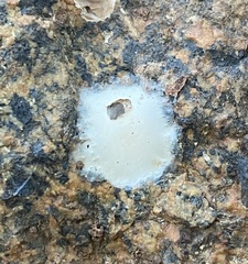Phrurolithidae