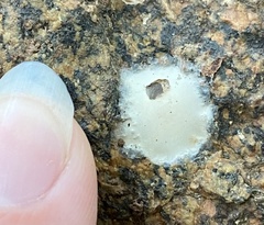 Phrurolithidae