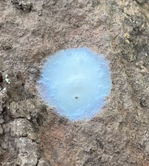 Phrurolithidae