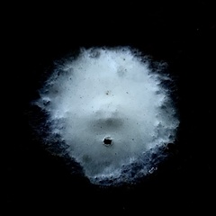 Phrurolithidae