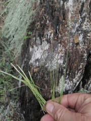 Allium vodopjanovae