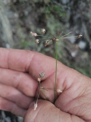 Allium vodopjanovae