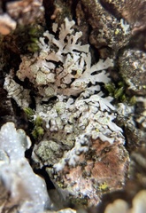 Phaeophyscia insignis