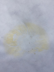 Russula pectinatoides