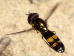 Pyrophaena rosarum