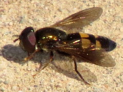 Pyrophaena rosarum