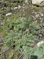 Phlojodicarpus villosus