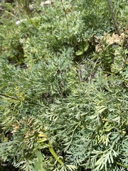 Phlojodicarpus villosus