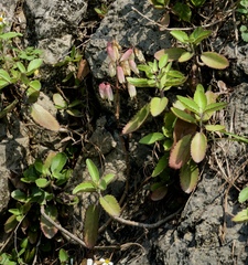 Kalanchoe pinnata