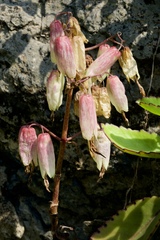 Kalanchoe pinnata