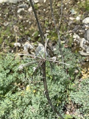 Phlojodicarpus villosus