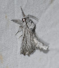 Inguromorpha itzalana