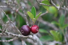 Eugenia umtamvunensis