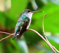 Chrysuronia coeruleogularis