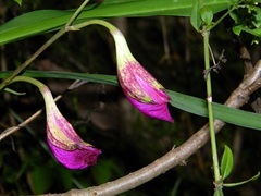 Bletia purpurata