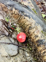 Amanita parcivolvata