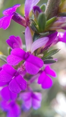 Muraltia macropetala