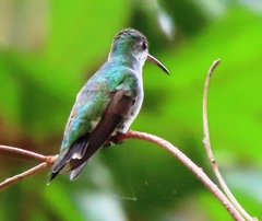 Chrysuronia coeruleogularis