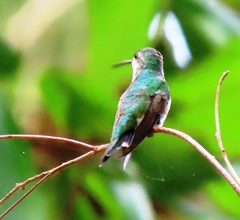 Chrysuronia coeruleogularis