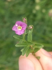 Veronica fruticulosa