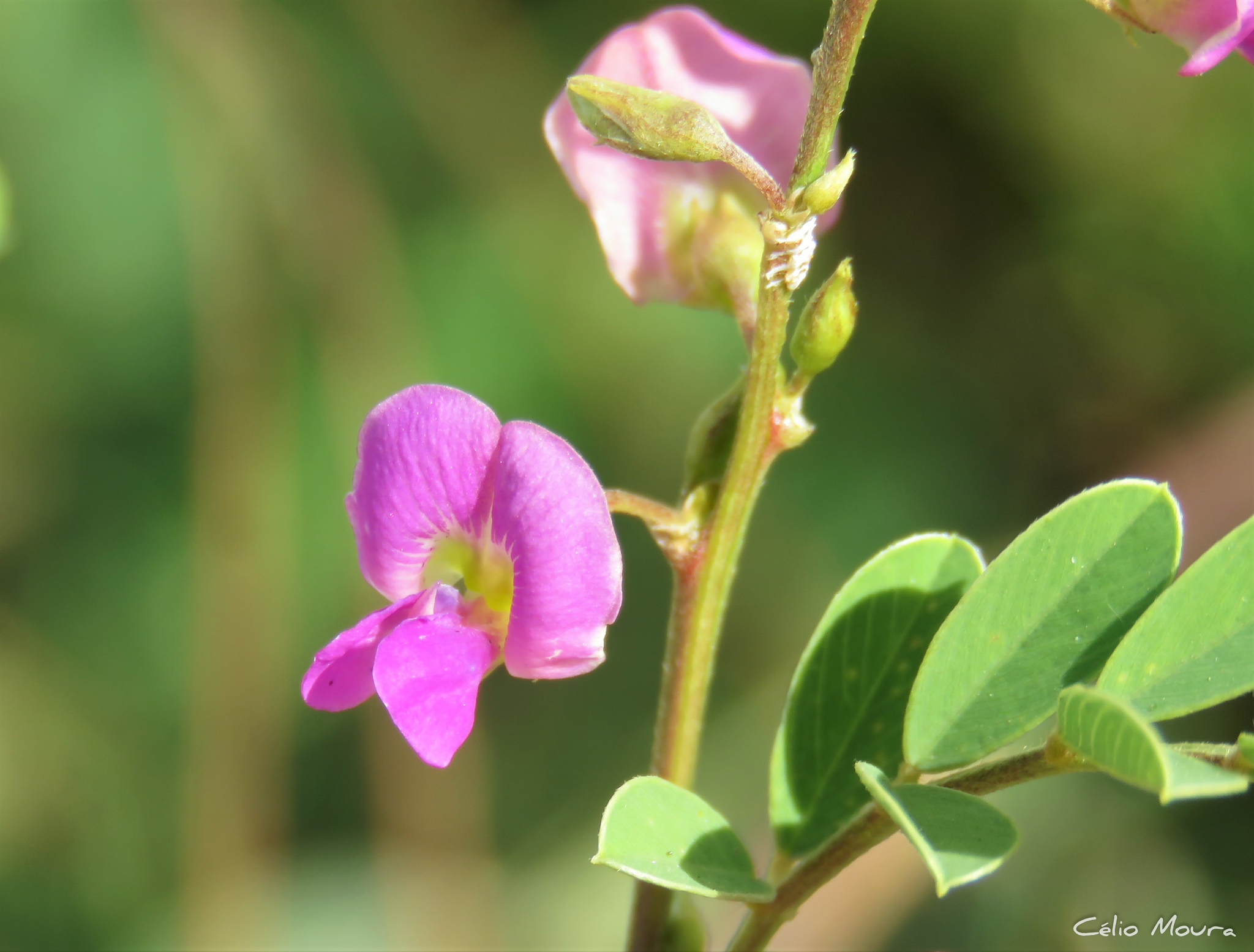 Tephrosia purpurea