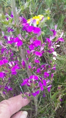 Muraltia macropetala