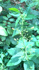 Scrophularia marilandica