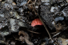 Microphotus angustus