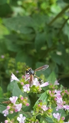 Physocephala rufipes