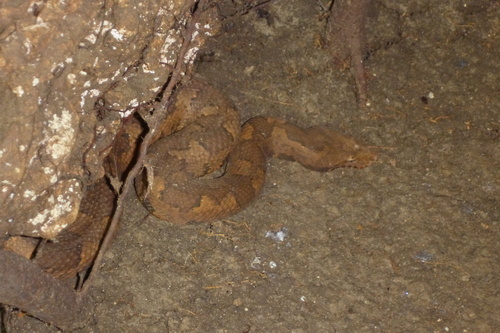 New Guinea ground boa