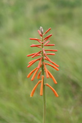 Kniphofia laxiflora