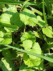 Glechoma hederacea