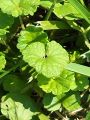Glechoma hederacea
