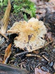 Turbinellus kauffmanii