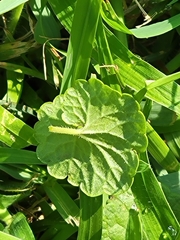 Glechoma hederacea