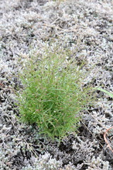 Oldenlandia rosulata