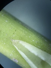 Triglochin maritima