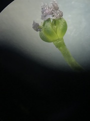 Triglochin maritima