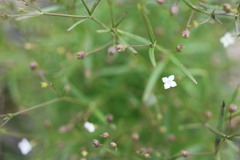 Oldenlandia rosulata